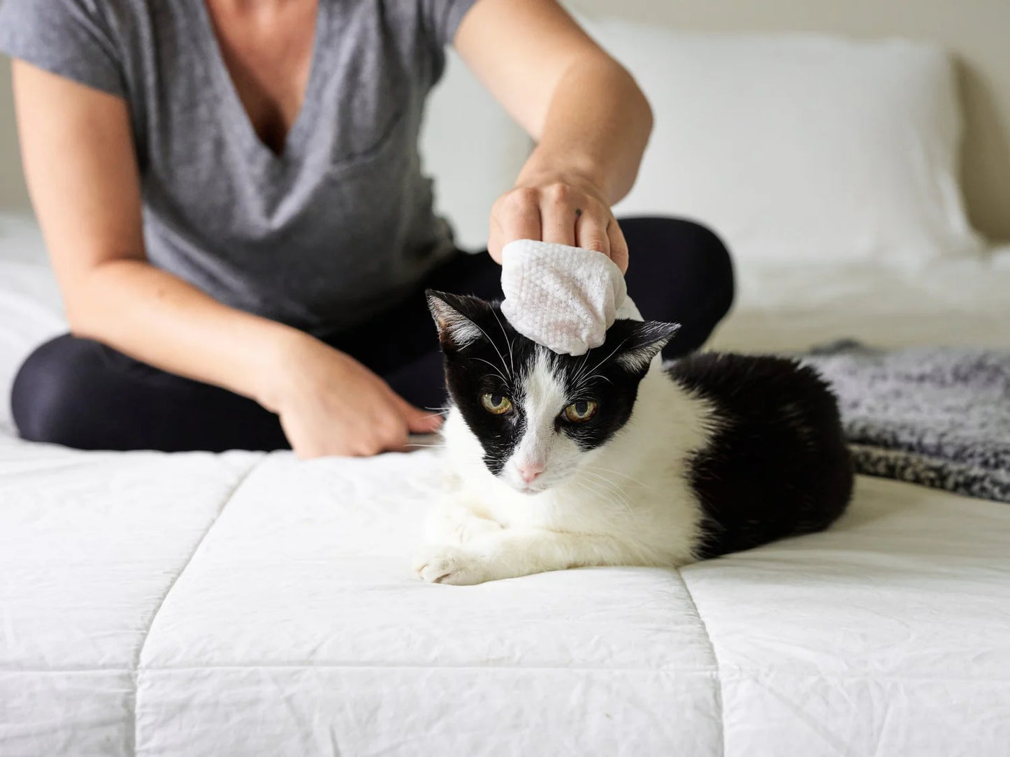 Pet WiPees Cat All Purpose + Skin & Coat