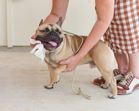 Pet WiPees Dog All Purpose + Skin & Coat