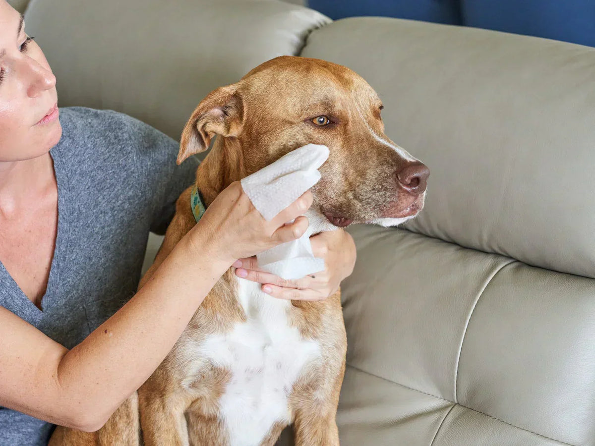 Blog about dog health