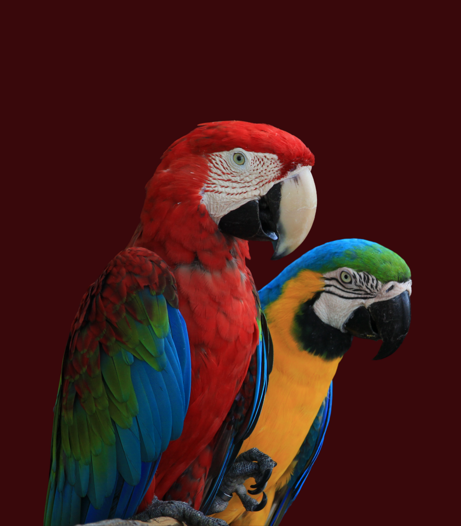 Birds