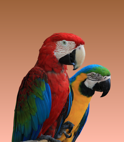 Birds