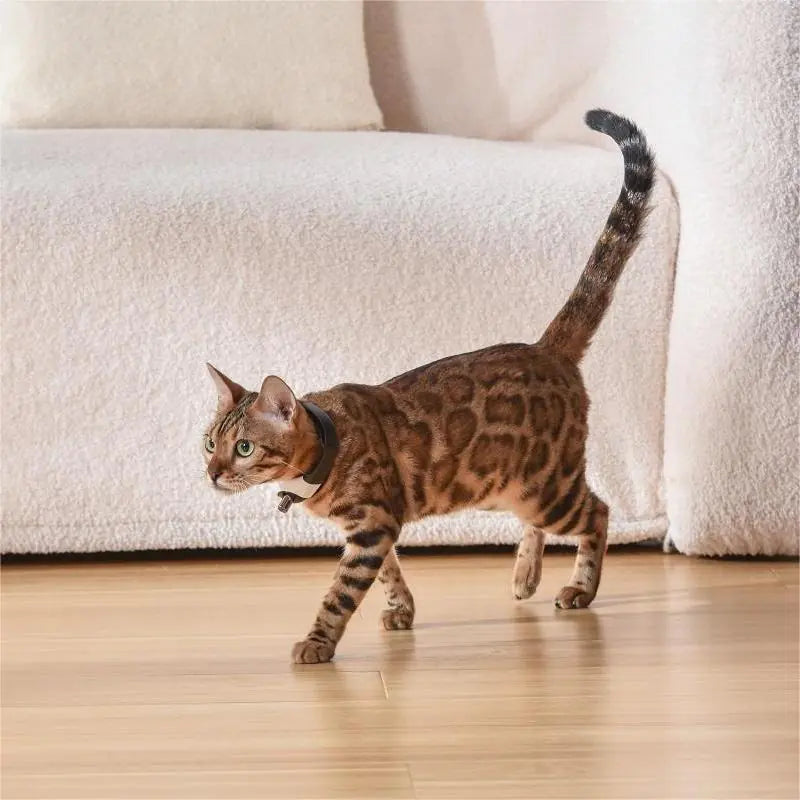 Pet Cat Toy with Laser Collar for Interactive Play