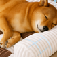 Cozy Soft Pet Couch Cover for Sofa