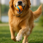 Dog Fetch Toy Ball