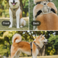 Durable Waterproof Pet Harness with Handle