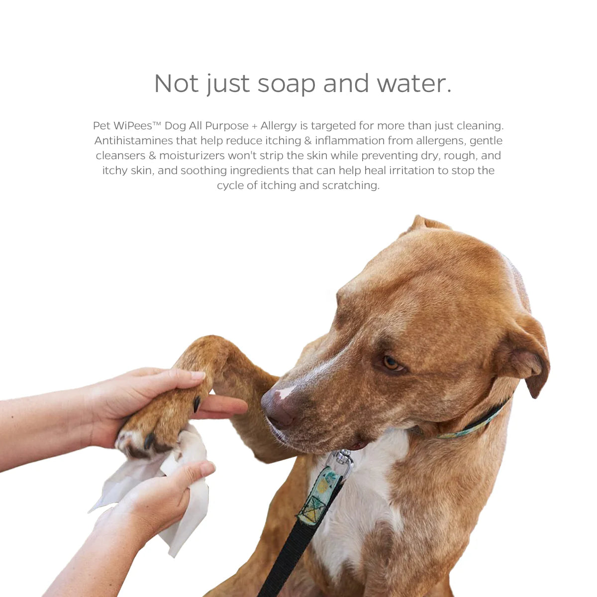 Pet WiPees Dog Allergy Natural Wipes
