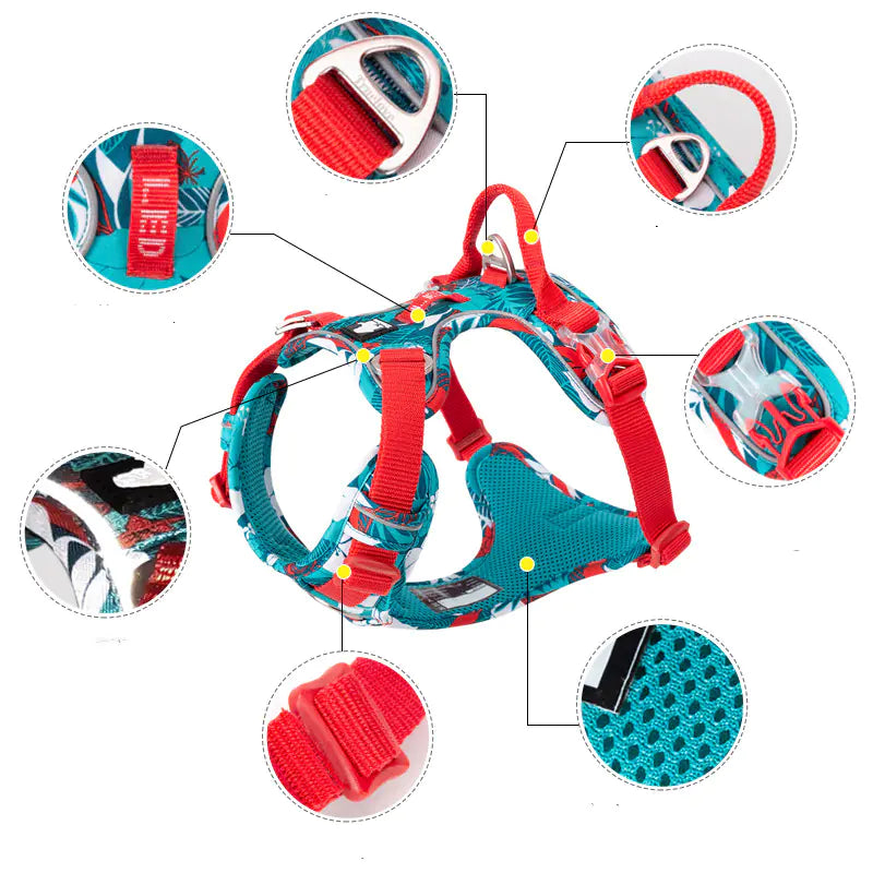 Dog Leash and Harness for Medium to Large Dogs