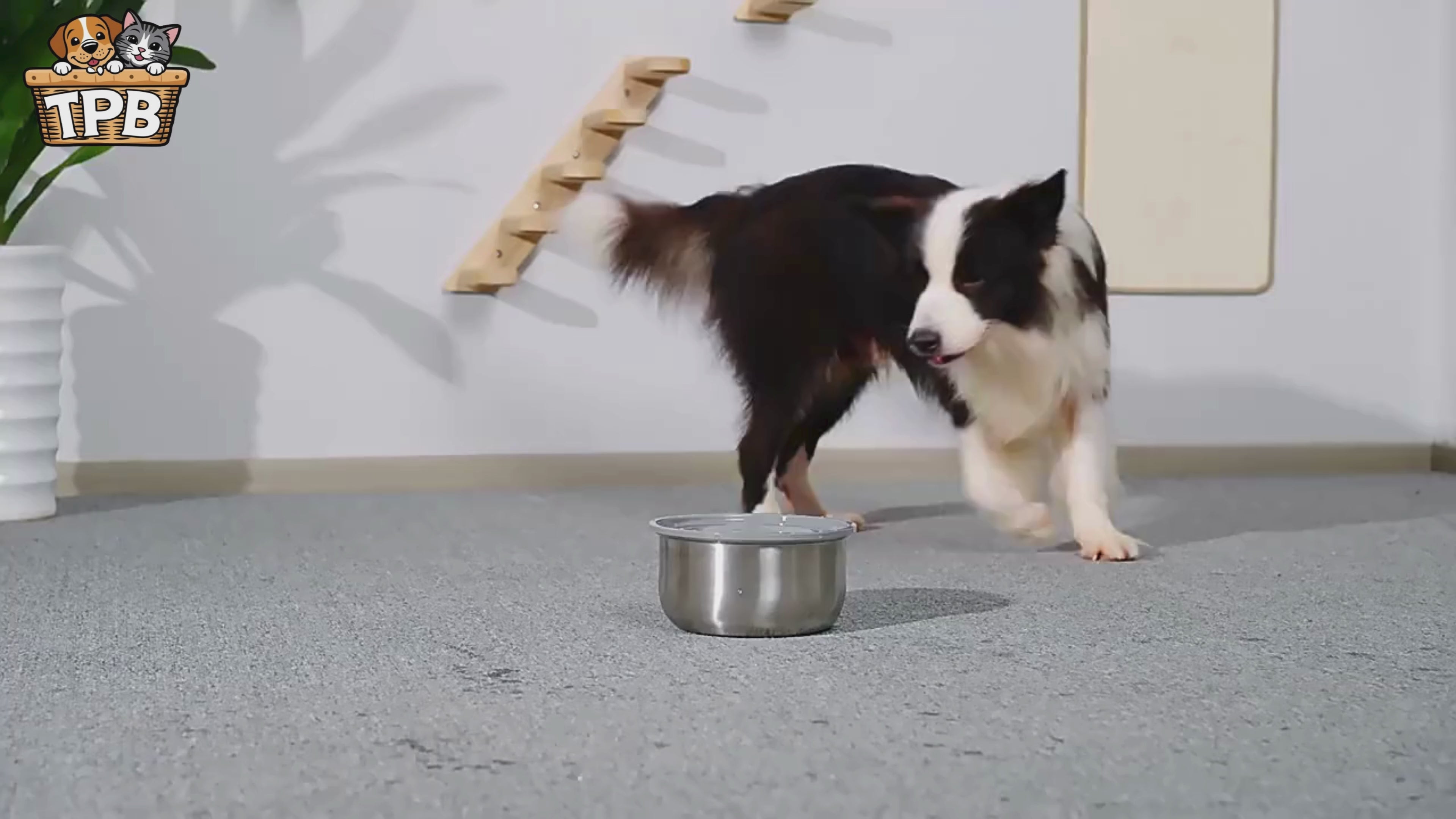 Spill-Proof Stainless Steel Water Bowl