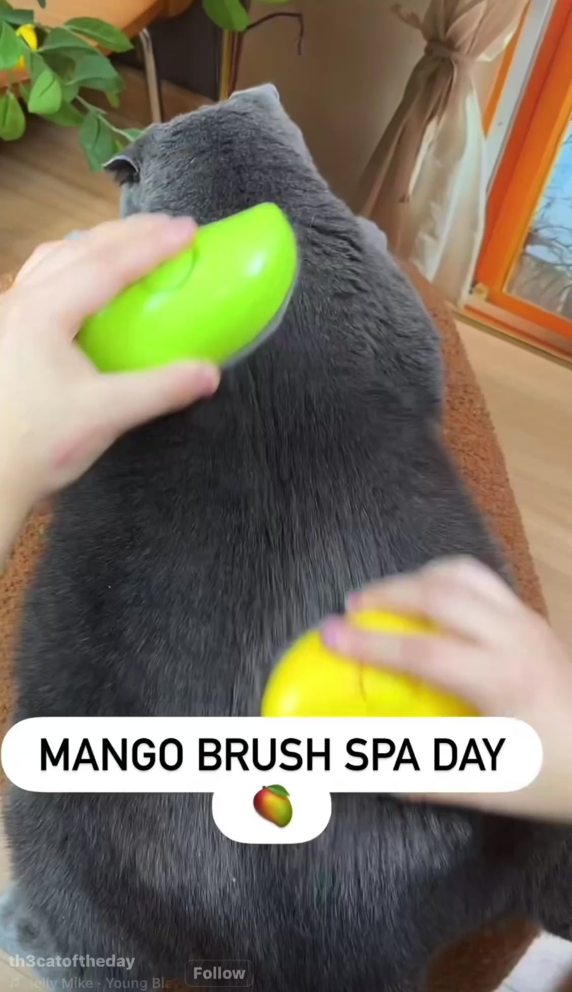 Electric Pet Steam Brush & Spray Comb