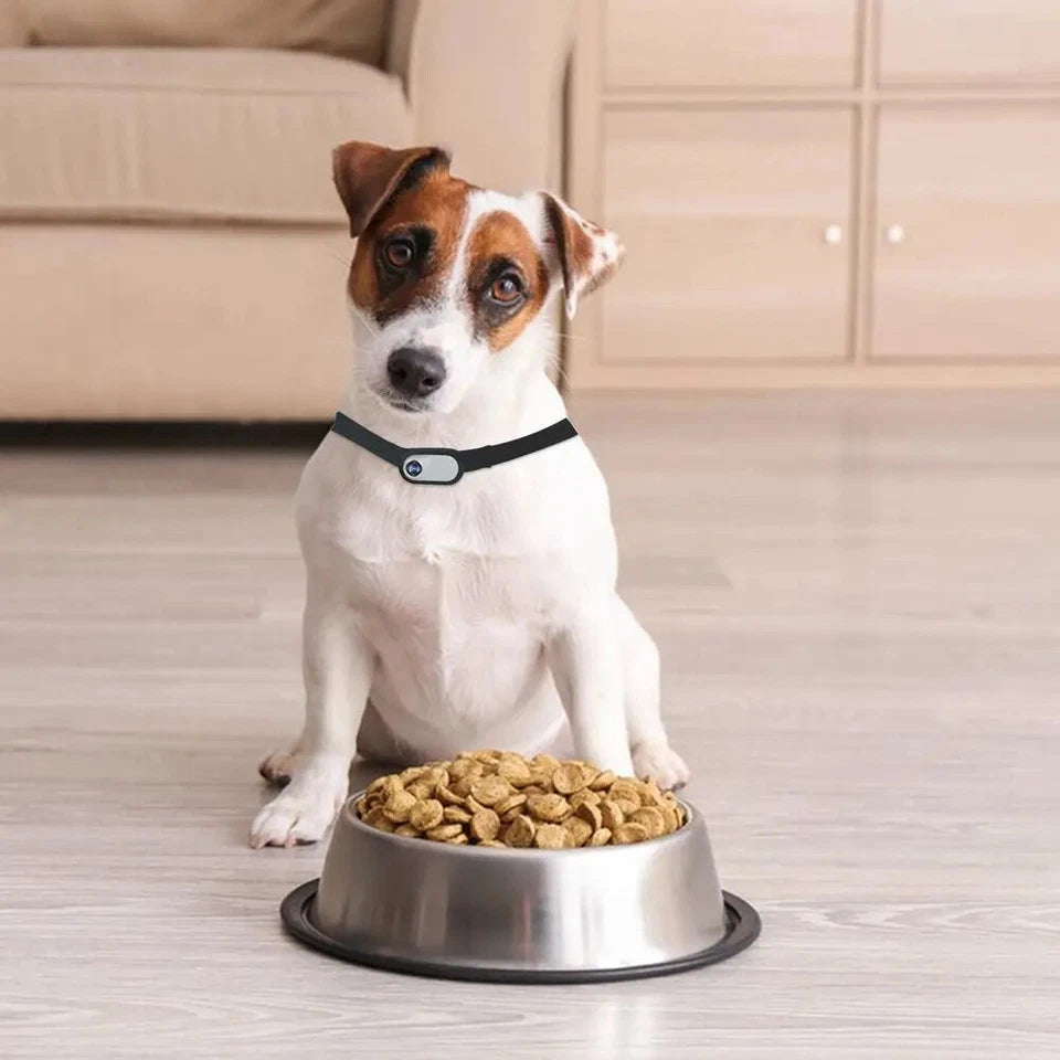 HD 1080P Pet Collar Camera