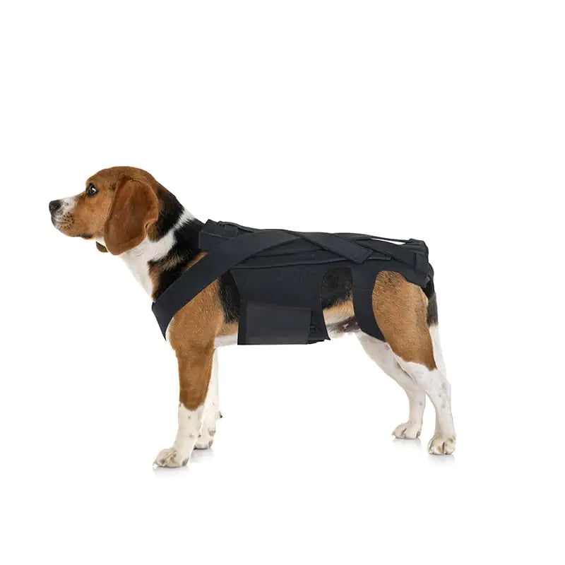 Dog Back Brace for IVDD, Arthritis, and Recovery